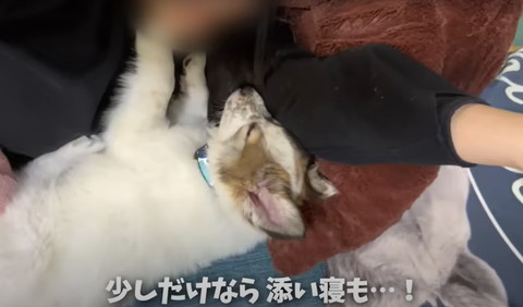 少しだけ添い寝もテロップ