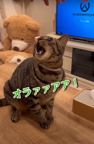 オらぁぁテロップ