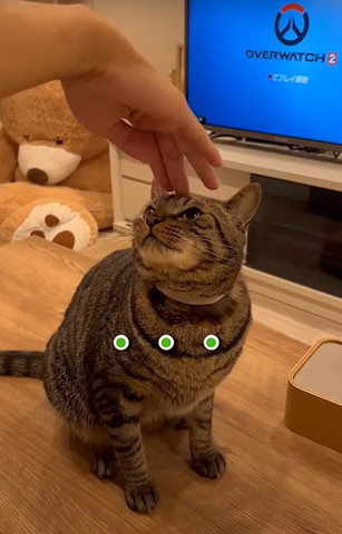 なでられてる猫