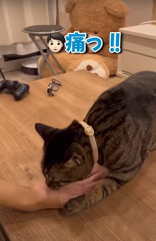 テーブルに置いた手を猫に噛まれる飼い主