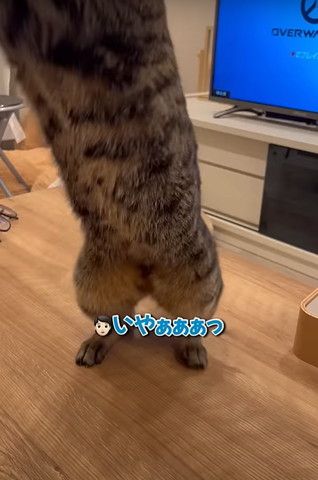 いやぁぁテロップ