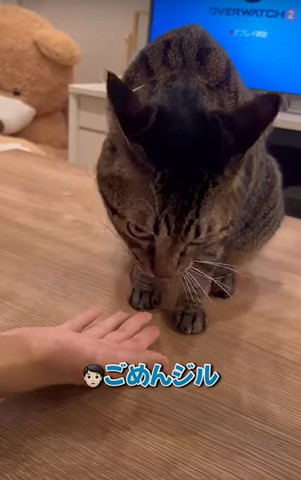 ごめんジルテロップ