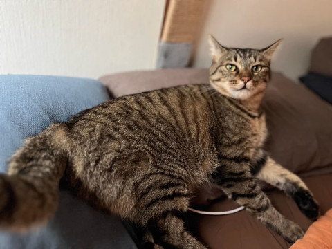 布団でまどろむ猫