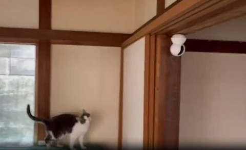 台に乗って首傾げてる猫