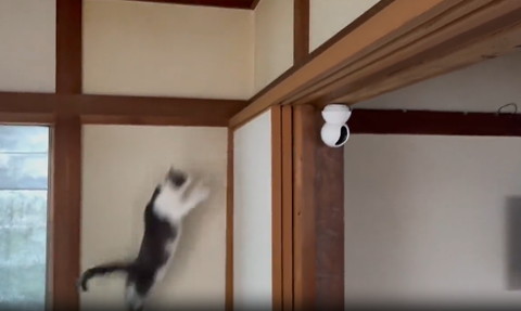 ジャンプする猫
