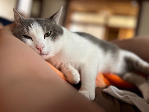寝そべってる猫