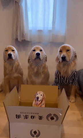 ネットかぶる3ワン