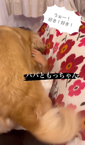 飼い主に覆いかぶさるワンコしっぽ振ってる