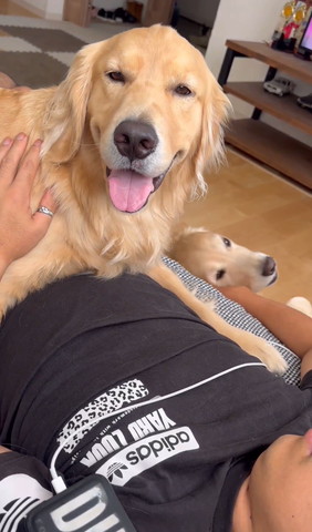 パパさんの胸で甘えるワンコ笑顔