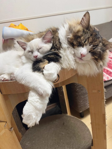 成猫の腕にだきつく子猫