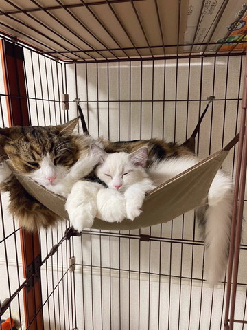 ハンモックに猫たち