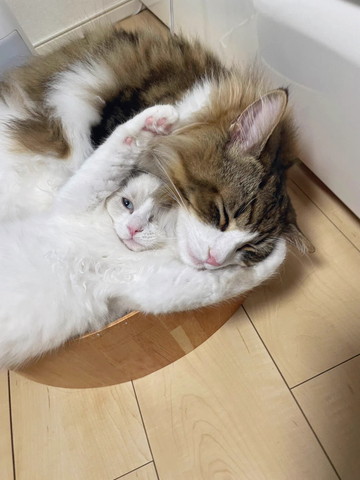 子猫が前足伸ばして成猫にじゃれる