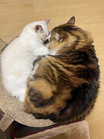 鼻チュー猫たち