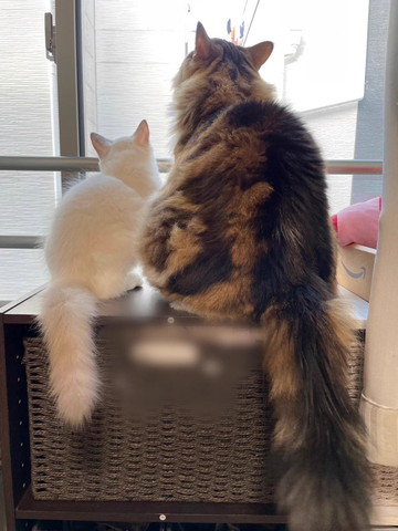 ニャルソック2匹