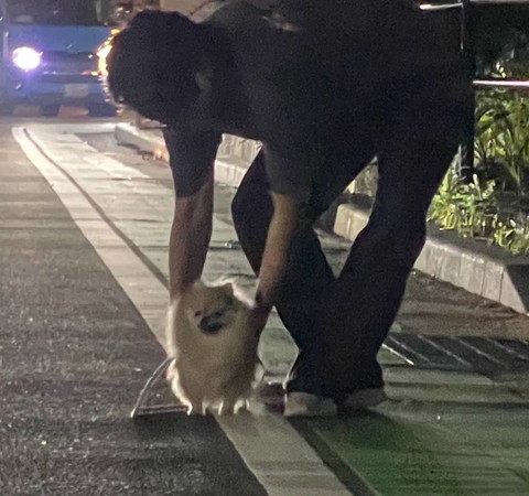 抱っこされそうなワンコ