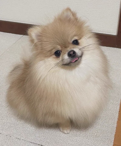 舌だして決めポーズワンコ