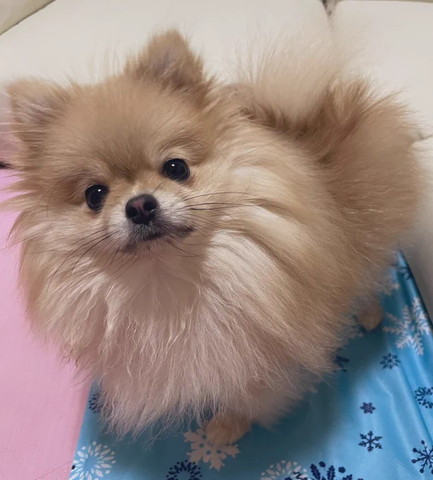 見上げてるワンコ