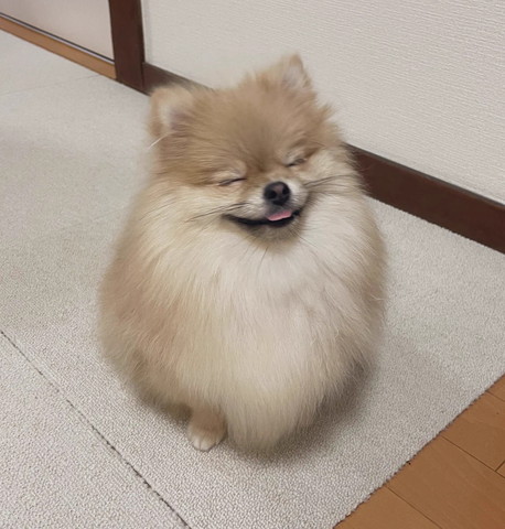 舌だして笑顔のワンコ