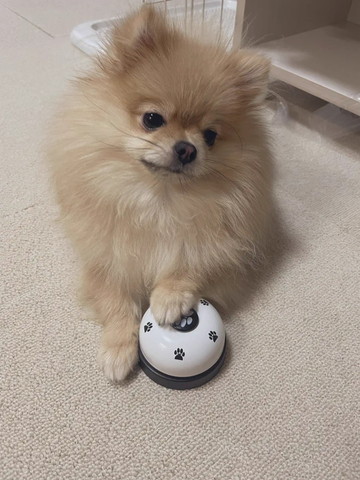 ベルチンワンコ