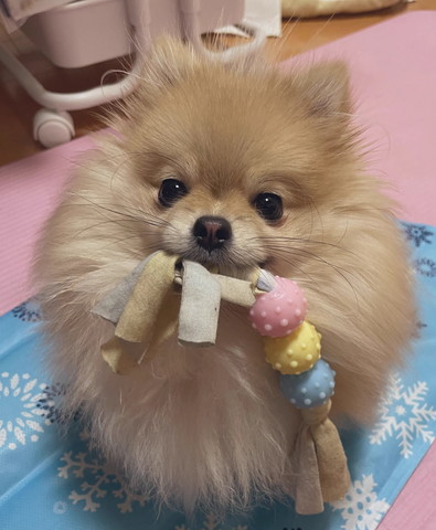 おもちゃくわえてるワンコ