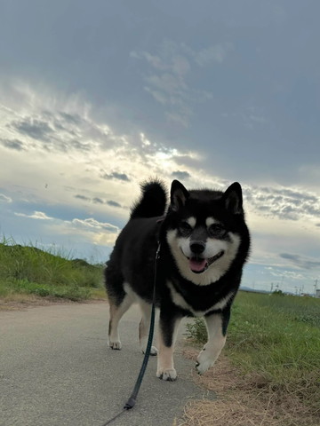前足あげて歩いてるワンコ