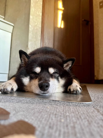 銀の上にワンコ