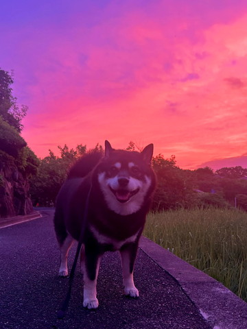 夕暮れとワンコ