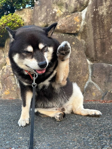 座って前足あげてるワンコ