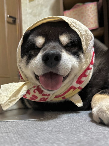 タオル巻いてるワンコ