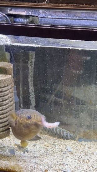 エビがぶつかったフグ