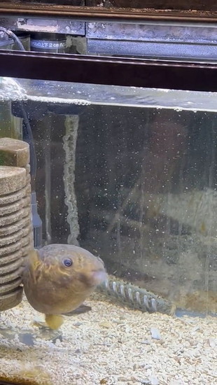 エビを吸い込むフグ