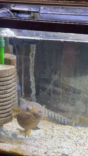 エビを食べたフグ