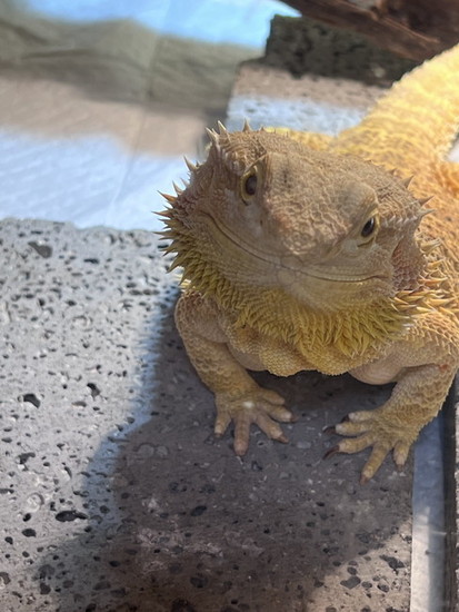 ご飯がほしいトカゲ