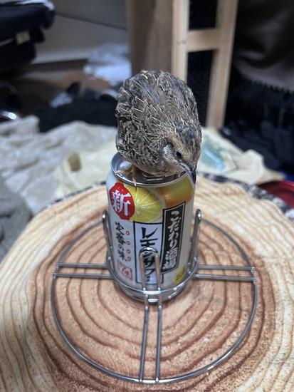 缶の上のウズラ