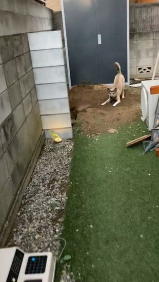 尻尾を上げる犬