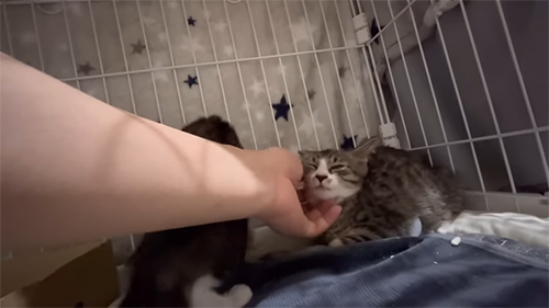 お顔をなでる
