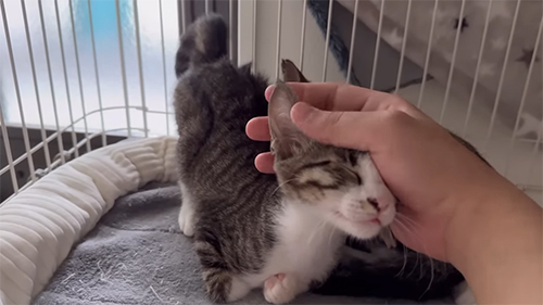きょうこさんなでなで