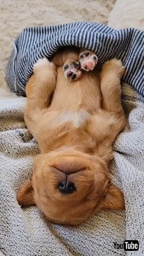 ゴールデンレトリバーの赤ちゃんがヘソ天