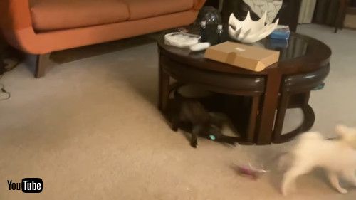 テーブルの下から子猫