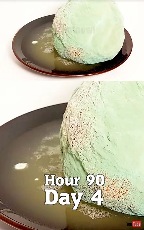 スイカ タイムラプス 実験