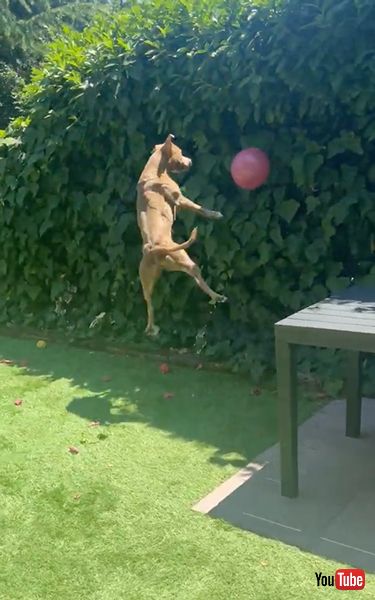 風船バレーを楽しむワンコ