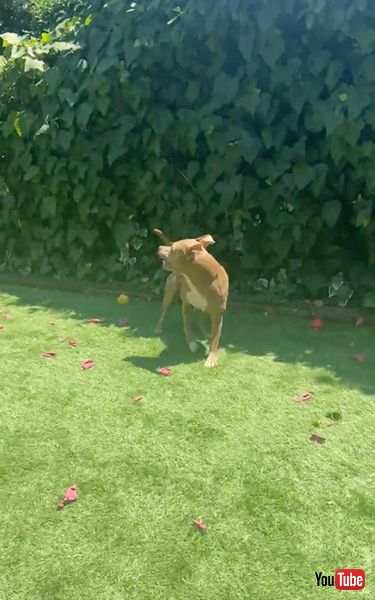 風船バレーを楽しむワンコ