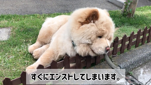 サマーカットに挑戦したワンコ