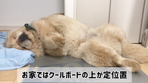 サマーカットに挑戦したワンコ