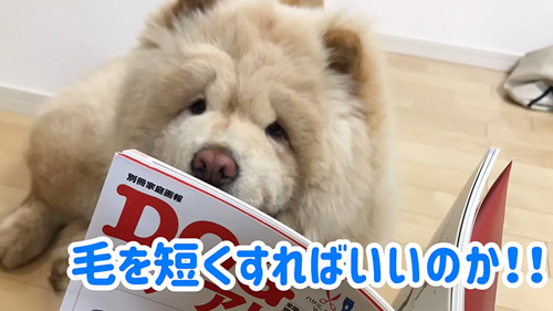 サマーカットに挑戦したワンコ