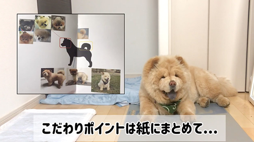 サマーカットに挑戦したワンコ