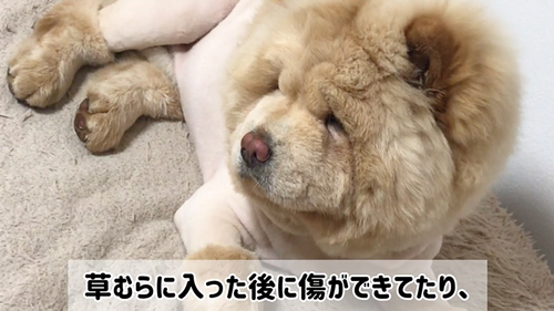 サマーカットに挑戦したワンコ