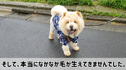 サマーカットに挑戦したワンコ