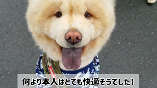 サマーカットに挑戦したワンコ