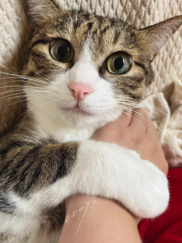 飼い主の腕をホールドしてる猫